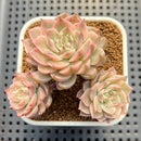 Echeveria 'Margaret' Variegated 3" Succulent Plant Cutting