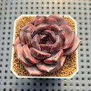 Echeveria 'Dark Chocolate' 3" Succulent Plant Cutting