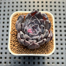 Echeveria 'Black Pearl' 1"-2" Succulent Plant Cutting