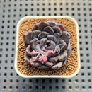 Echeveria 'Black Pearl' 1"-2" Succulent Plant Cutting