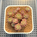 Echeveria 'Abbott' 2" Cluster Succulent Plant Cutting