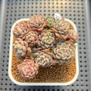 Echeveria 'Indian Rice' (인디안밥) 2"-3" Cluster Succulent Plant Cutting