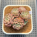 Echeveria 'Indian Rice' (인디안밥) 2"-3" Cluster Succulent Plant Cutting