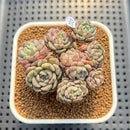 Echeveria 'Indian Rice' (인디안밥) 2"-3" Cluster Succulent Plant Cutting