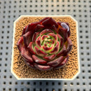 Echeveria 'Black Edge' 2" Succulent Plant Cutting