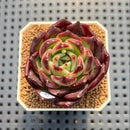 Echeveria 'Black Edge' 2" Succulent Plant Cutting