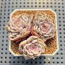 Echeveria 'Rio Heart' 2" Succulent Plant Cutting