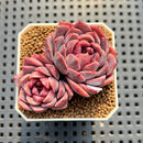 Echeveria 'Pinkish Bear' 2" Succulent Plant Cutting