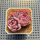 Echeveria 'Pinkish Bear' 2" Succulent Plant Cutting