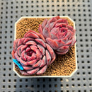 Echeveria 'Pinkish Bear' 2" Succulent Plant Cutting