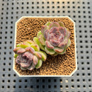 Echeveria 'Boracay' 1" Succulent Plant Cutting