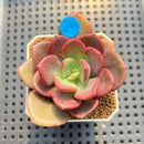 Pachyveria 'Red Songii' 2" Succulent Plant Cutting