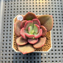 Pachyveria 'Red Songii' 2" Succulent Plant Cutting