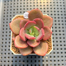 Pachyveria 'Red Songii' 2" Succulent Plant Cutting
