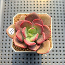 Pachyveria 'Red Songii' 2" Succulent Plant Cutting