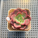 Pachyveria 'Red Songii' 2" Succulent Plant Cutting
