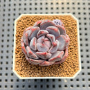Echeveria 'Purple Demon' 1" Succulent Plant Cutting