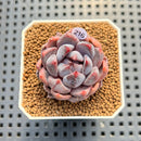 Echeveria 'Purple Demon' 1" Succulent Plant Cutting