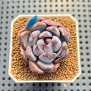 Echeveria 'Purple Demon' 1" Succulent Plant Cutting
