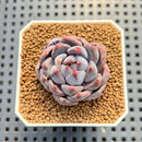 Echeveria 'Purple Demon' 1" Succulent Plant Cutting