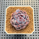 Echeveria 'Purple Demon' 1" Succulent Plant Cutting