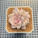 Echeveria 'Pink Zaragoza' Variegated 1"-2" Succulent Plant Cutting