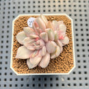 Echeveria 'Pink Zaragoza' Variegated 1"-2" Succulent Plant Cutting