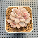 Echeveria 'Pink Zaragoza' Variegated 1"-2" Succulent Plant Cutting