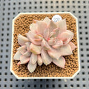 Echeveria 'Pink Zaragoza' Variegated 1"-2" Succulent Plant Cutting