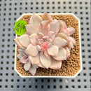 Echeveria 'Pink Zaragoza' Variegated 1"-2" Succulent Plant Cutting