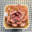 Echeveria 'Chocolate Mousse' 1"-2" Succulent Plant Cutting