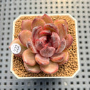 Echeveria 'Chocolate Mousse' 1"-2" Succulent Plant Cutting
