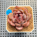 Echeveria 'Chocolate Mousse' 1"-2" Succulent Plant Cutting