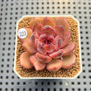Echeveria 'Chocolate Mousse' 1"-2" Succulent Plant Cutting