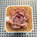 Echeveria 'Chocolate Mousse' 1"-2" Succulent Plant Cutting