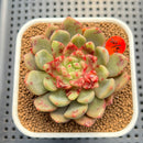 Echeveria 'Ecolbin' 2" (Air Magic Hybrid) Succulent Plant Cutting