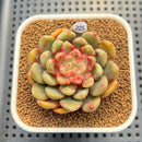 Echeveria 'Ecolbin' 2" (Air Magic Hybrid) Succulent Plant Cutting