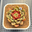 Echeveria 'Ecolbin' 2" (Air Magic Hybrid) Succulent Plant Cutting