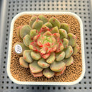 Echeveria 'Ecolbin' 2" (Air Magic Hybrid) Succulent Plant Cutting