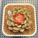 Echeveria 'Ecolbin' 2" (Air Magic Hybrid) Succulent Plant Cutting