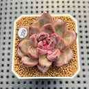 Echeveria 'Scone' 2" Succulent Plant Cutting