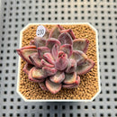 Echeveria 'Scone' 2" Succulent Plant Cutting