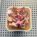 Echeveria 'Scone' 2" Succulent Plant Cutting