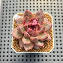 Echeveria 'Scone' 2" Succulent Plant Cutting