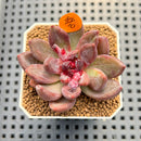 Echeveria 'Scone' 2" Succulent Plant Cutting
