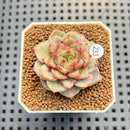 Echeveria 'Timon' 2" Succulent Plant Cutting