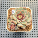 Echeveria 'Timon' 2" Succulent Plant Cutting