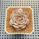 Echeveria 'Timon' 2" Succulent Plant Cutting