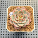 Echeveria 'Timon' 2" Succulent Plant Cutting