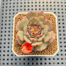 Echeveria 'Timon' 2" Succulent Plant Cutting